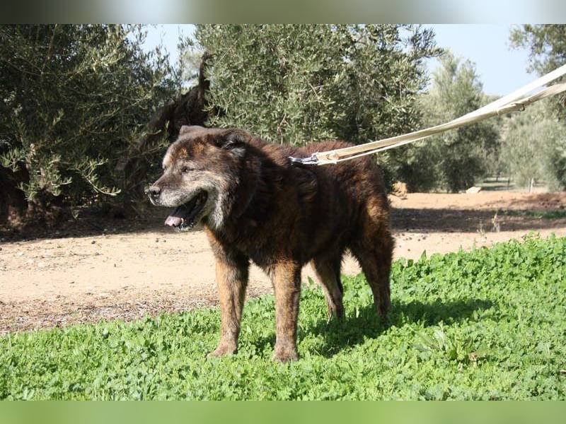 Seelenbub TOM-freundlich, dankbar,  sucht sehnsüchtig sein liebevolles Für-immer-Zuhause