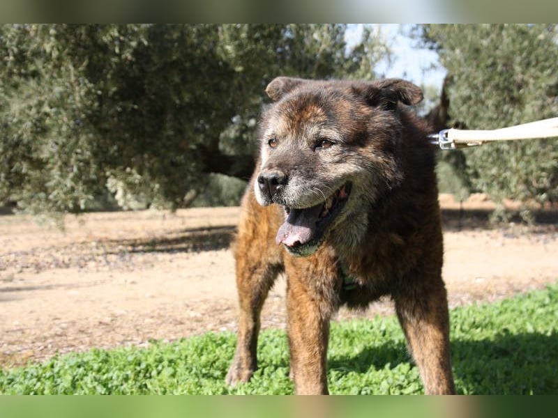 Seelenbub TOM-freundlich, dankbar,  sucht sehnsüchtig sein liebevolles Für-immer-Zuhause