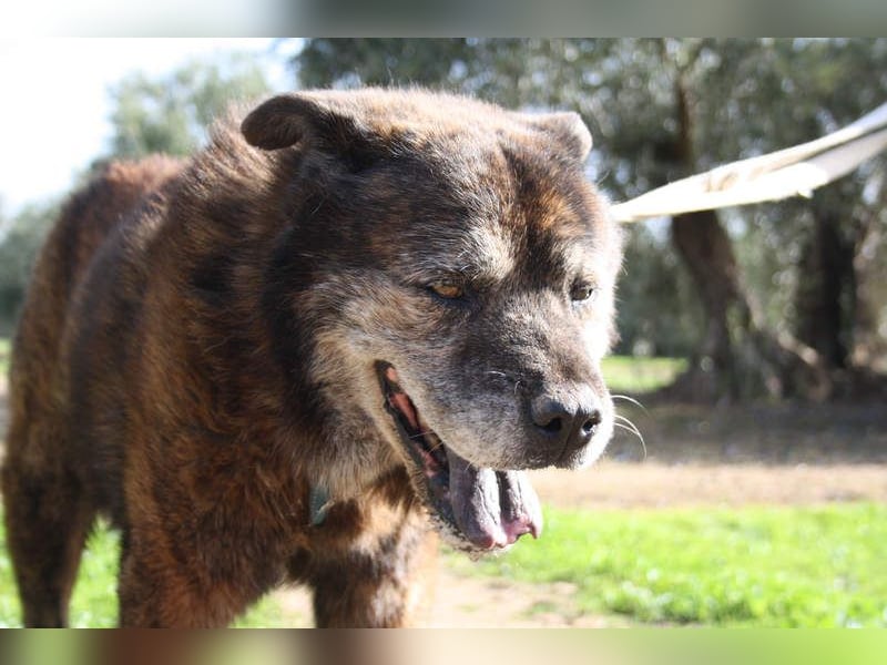 Seelenbub TOM-freundlich, dankbar,  sucht sehnsüchtig sein liebevolles Für-immer-Zuhause