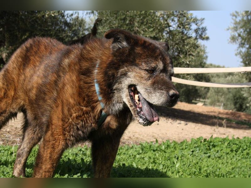 Seelenbub TOM-freundlich, dankbar,  sucht sehnsüchtig sein liebevolles Für-immer-Zuhause