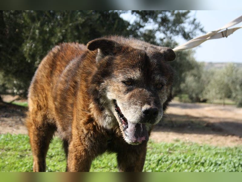 Seelenbub TOM-freundlich, dankbar,  sucht sehnsüchtig sein liebevolles Für-immer-Zuhause