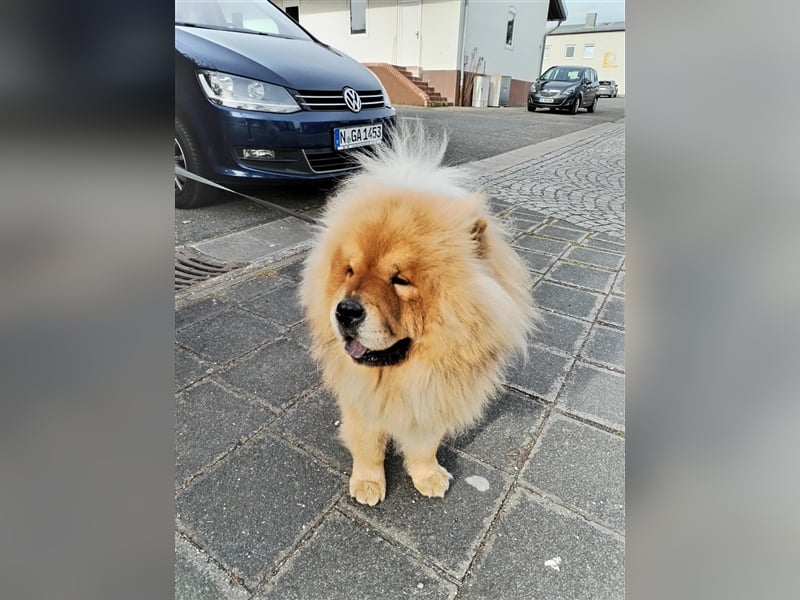 Chow Chow Welpen