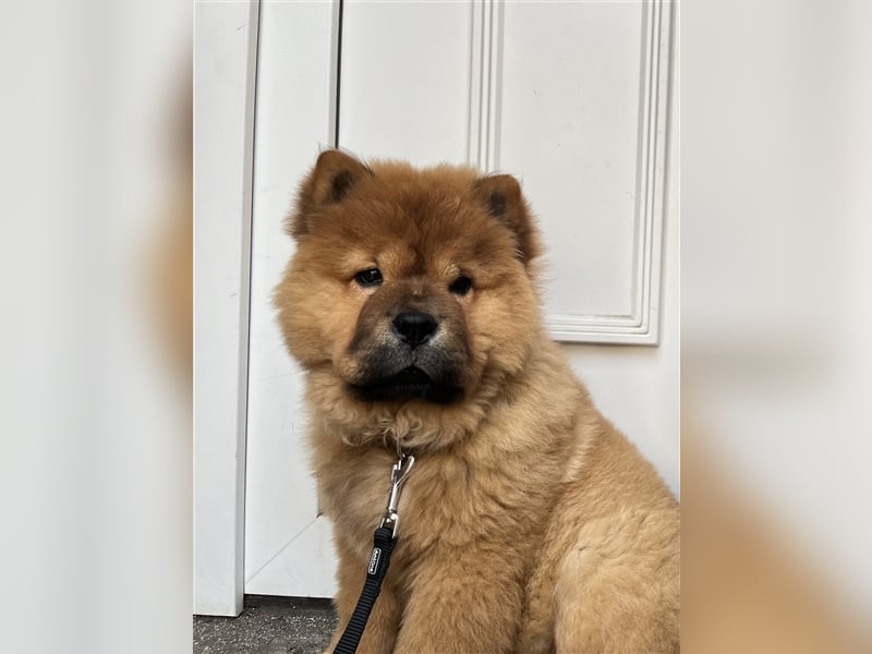 Chow Chow Hündin