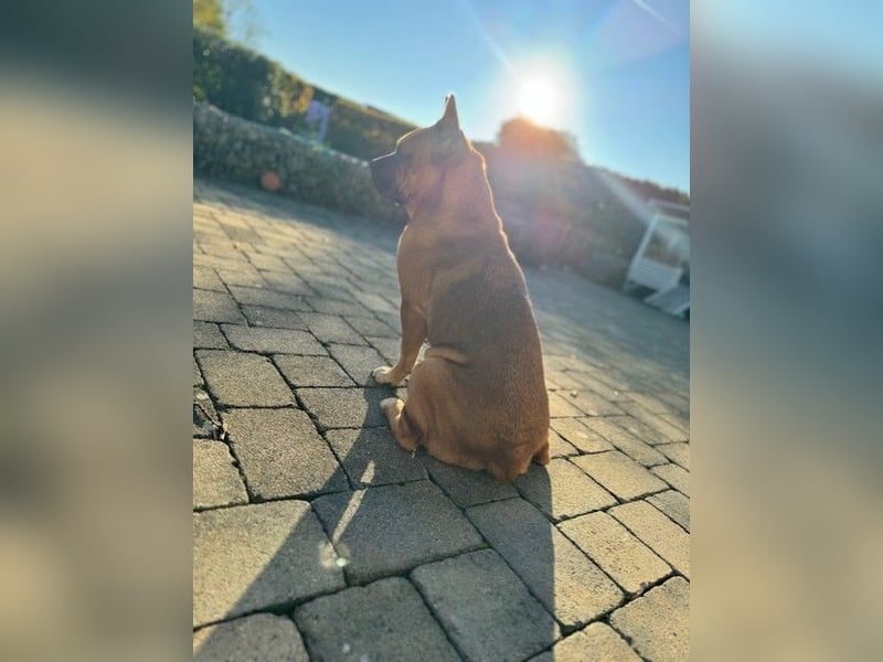 ZuHause gesucht für Jin