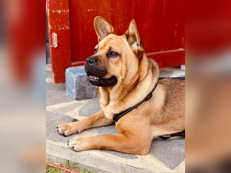 ZuHause gesucht für Jin