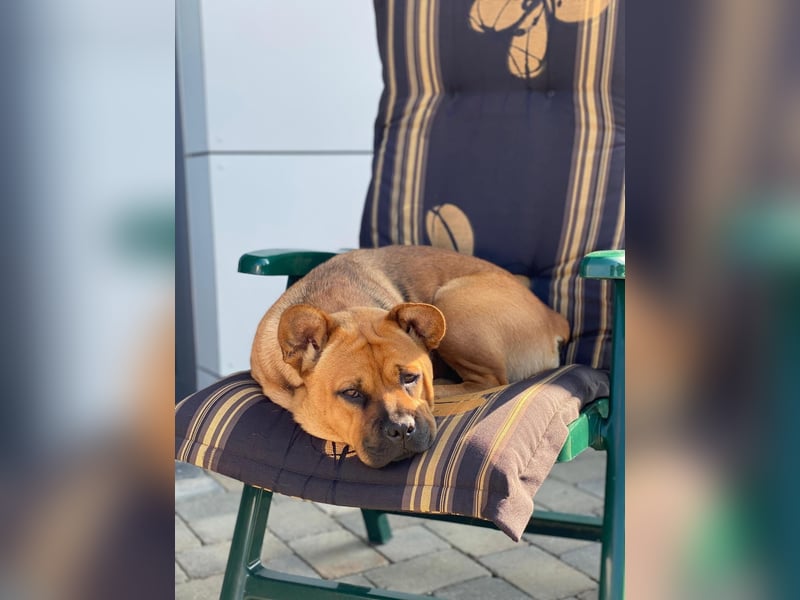 ZuHause gesucht für Jin
