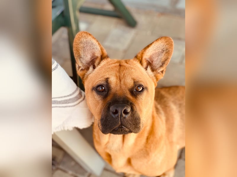 ZuHause gesucht für Jin