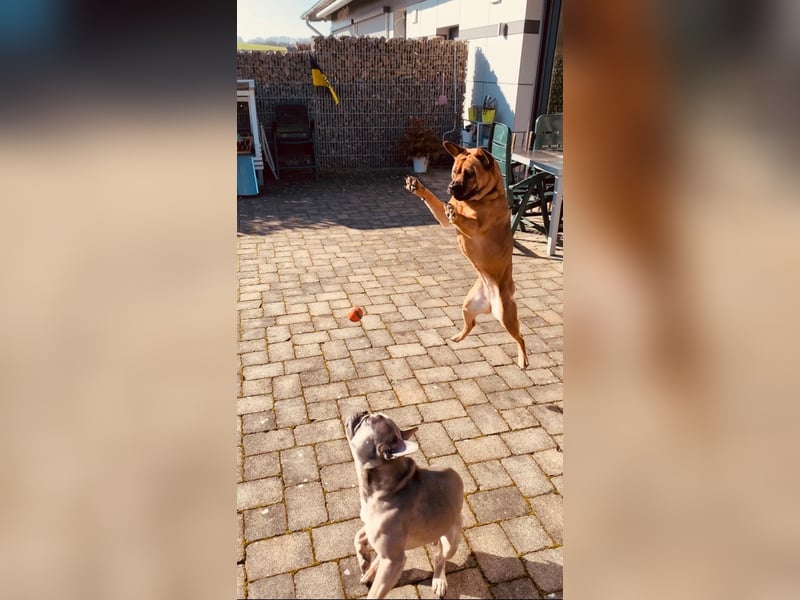 ZuHause gesucht für Jin