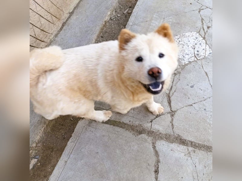 Chow-Chow Mädchen *Natascha* sucht das richtige Zuhause