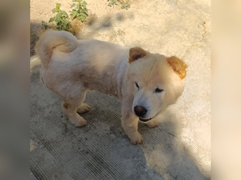 Chow-Chow Mädchen *Natascha* sucht das richtige Zuhause