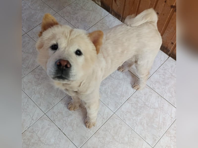 Chow-Chow Mädchen *Natascha* sucht das richtige Zuhause