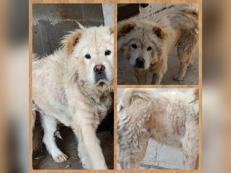Chow-Chow Mädchen *Natascha* sucht das richtige Zuhause
