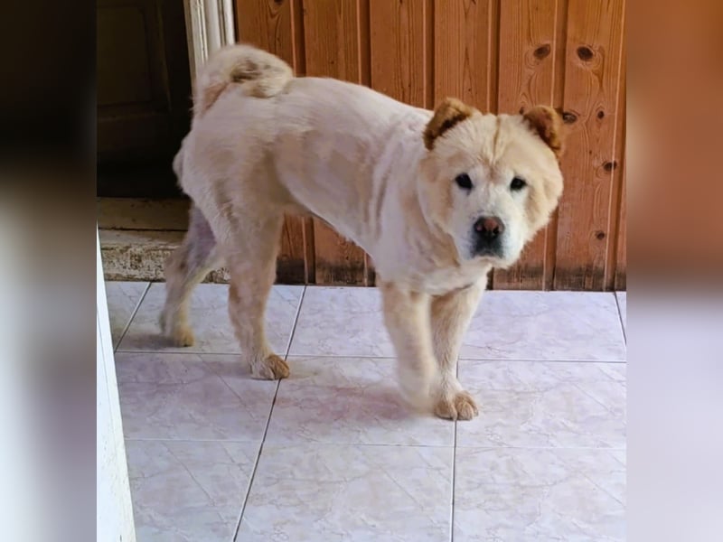 Chow-Chow Mädchen *Natascha* sucht das richtige Zuhause