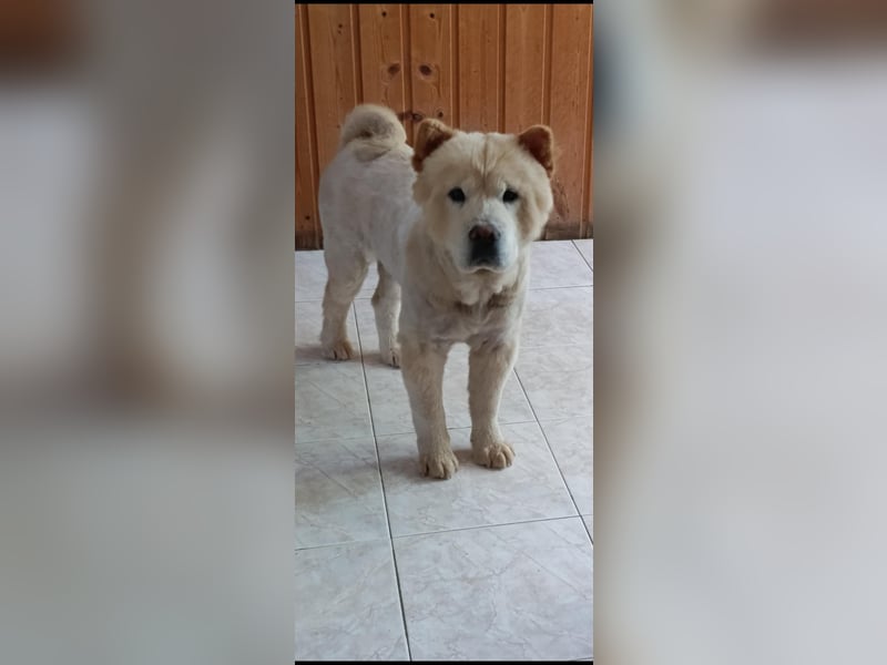 Chow-Chow Mädchen *Natascha* sucht das richtige Zuhause