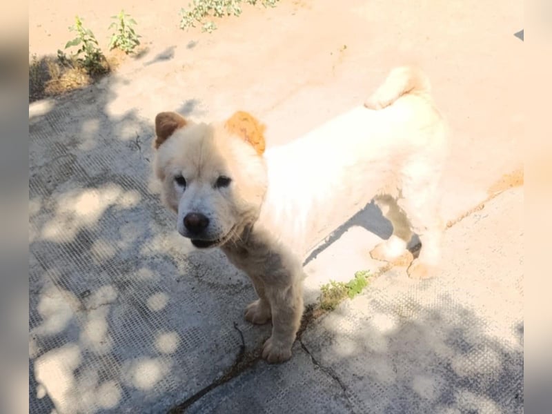 Chow-Chow Mädchen *Natascha* sucht das richtige Zuhause