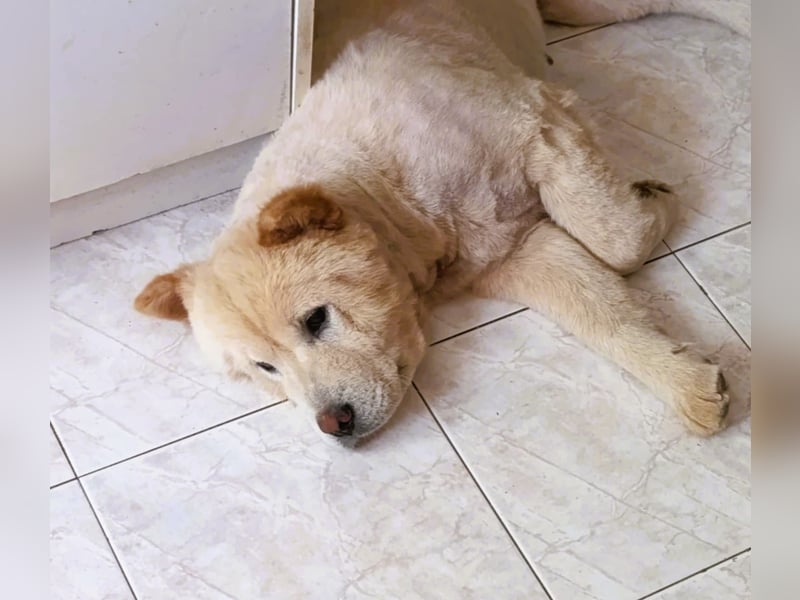 Chow-Chow Mädchen *Natascha* sucht das richtige Zuhause
