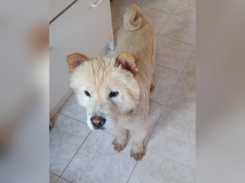 Chow-Chow Mädchen *Natascha* sucht das richtige Zuhause