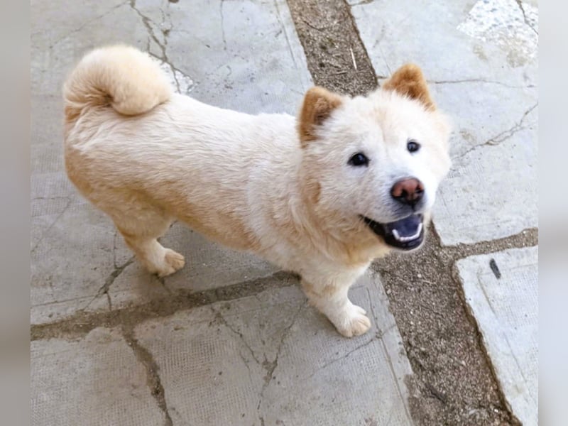 Chow-Chow Mädchen *Natascha* sucht das richtige Zuhause