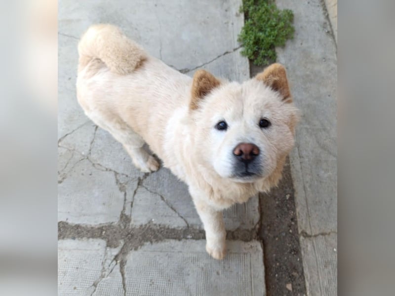 Chow-Chow Mädchen *Natascha* sucht das richtige Zuhause