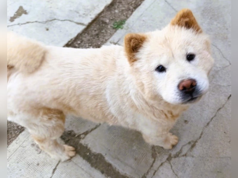 Chow-Chow Mädchen *Natascha* sucht das richtige Zuhause