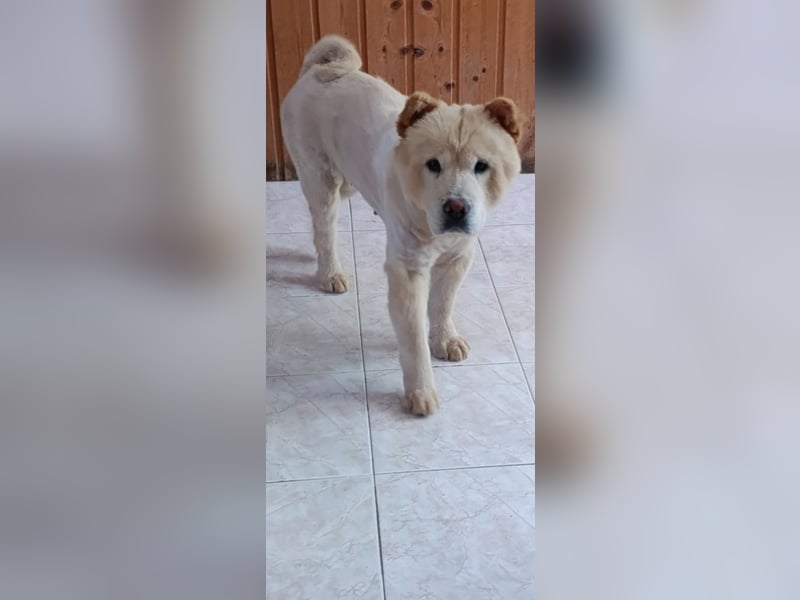 Chow-Chow Mädchen *Natascha* sucht das richtige Zuhause