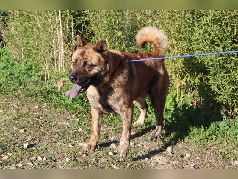 Yenna, Mix Chow-Chow / Boxer, lieb und verträglich