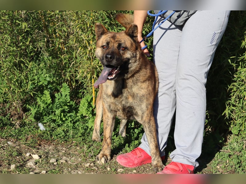 Yenna, Mix Chow-Chow / Boxer, lieb und verträglich