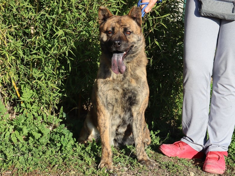 Yenna, Mix Chow-Chow / Boxer, lieb und verträglich