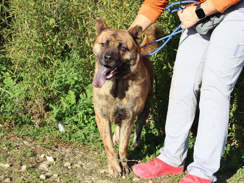 Yenna, Mix Chow-Chow / Boxer, lieb und verträglich