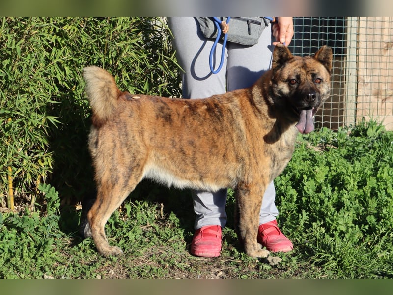 Yenna, Mix Chow-Chow / Boxer, lieb und verträglich