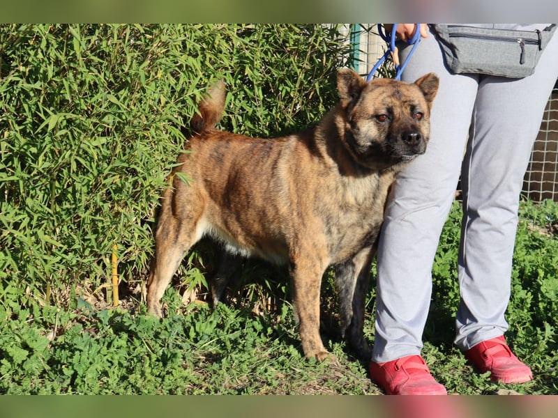 Yenna, Mix Chow-Chow / Boxer, lieb und verträglich