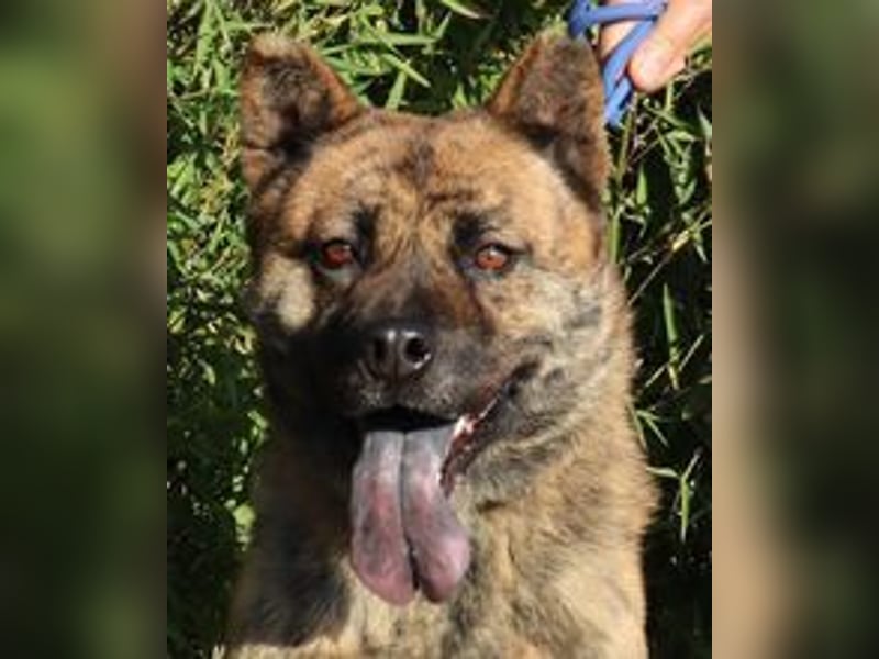 Yenna, Mix Chow-Chow / Boxer, lieb und verträglich