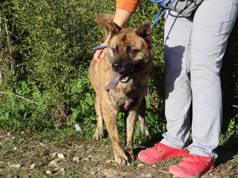 Yenna, Mix Chow-Chow / Boxer, lieb und verträglich