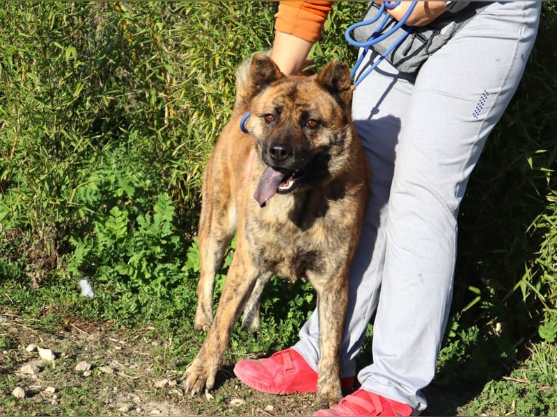 Yenna, Mix Chow-Chow / Boxer, lieb und verträglich