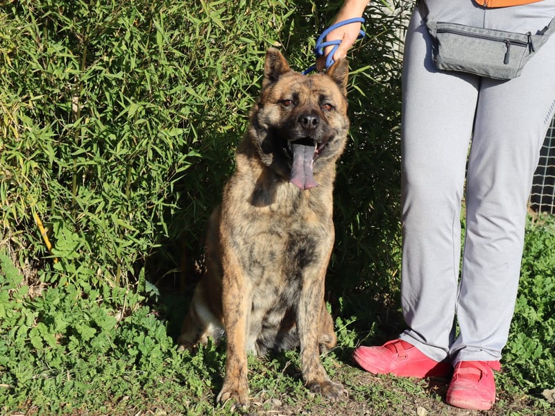 Yenna, Mix Chow-Chow / Boxer, lieb und verträglich