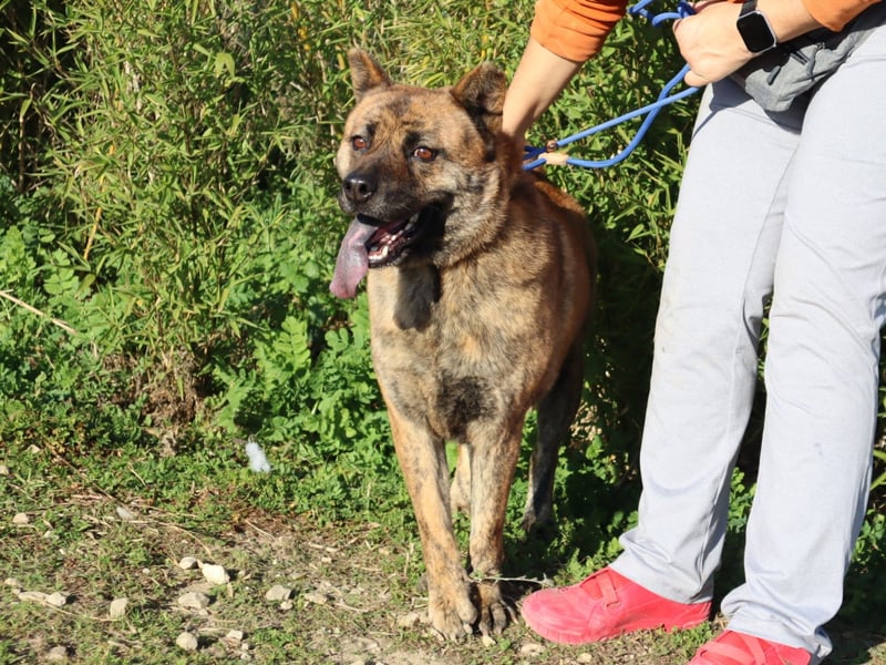 Yenna, Mix Chow-Chow / Boxer, lieb und verträglich