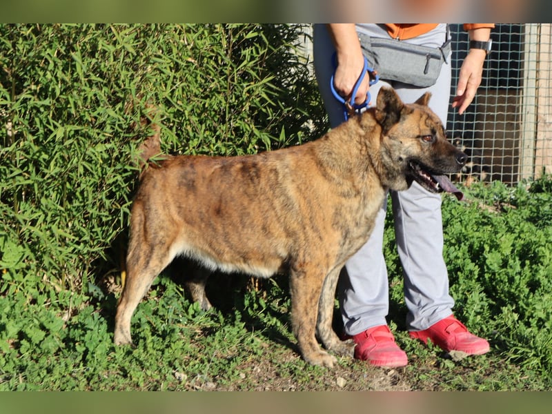 Yenna, Mix Chow-Chow / Boxer, lieb und verträglich