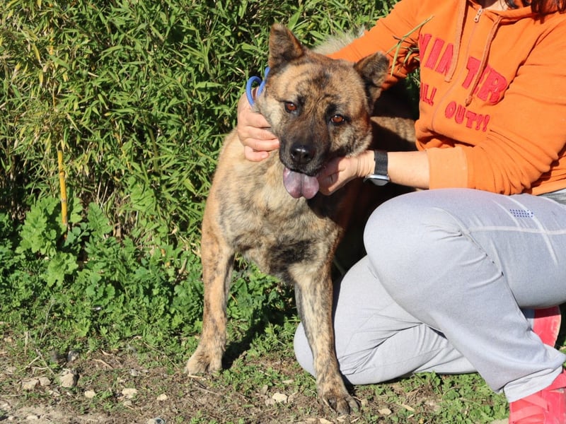 Yenna, Mix Chow-Chow / Boxer, lieb und verträglich