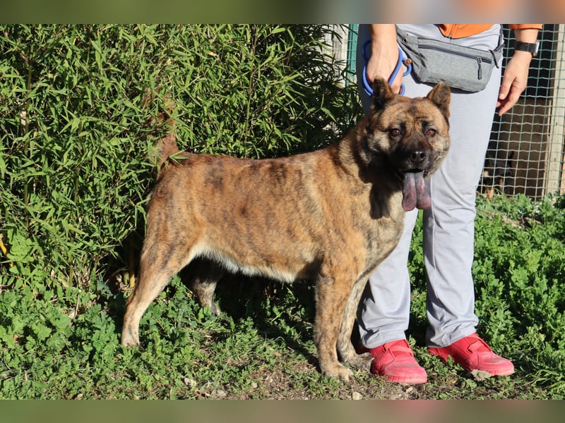 Yenna, Mix Chow-Chow / Boxer, lieb und verträglich