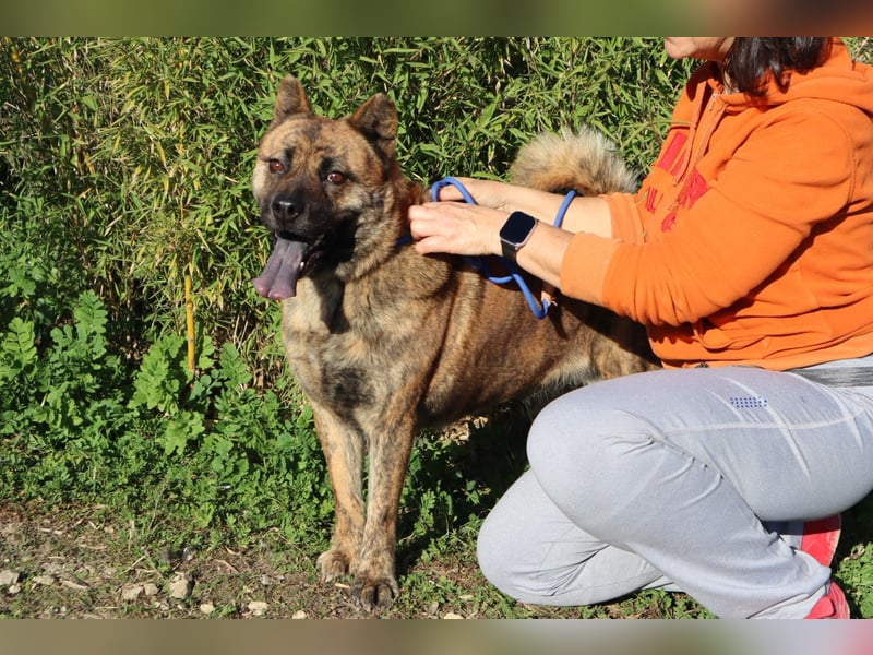Yenna, Mix Chow-Chow / Boxer, lieb und verträglich