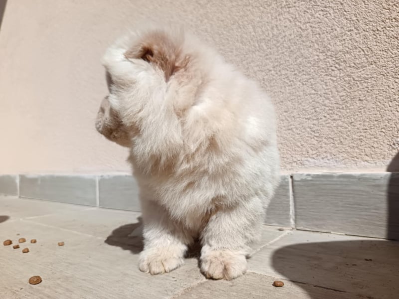 Chow chow puppy