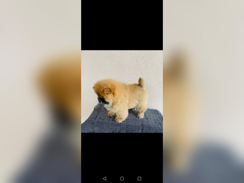 Chow chow puppy