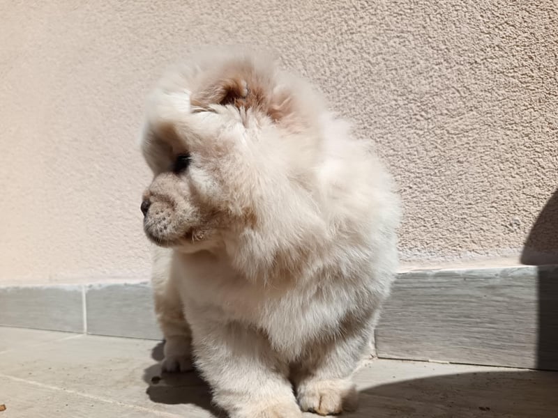 Chow chow puppy