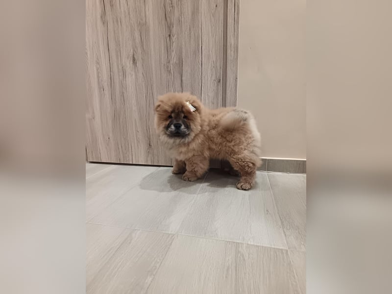 Chow chow puppy