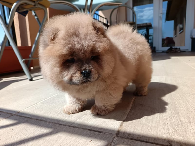 Chow chow puppy