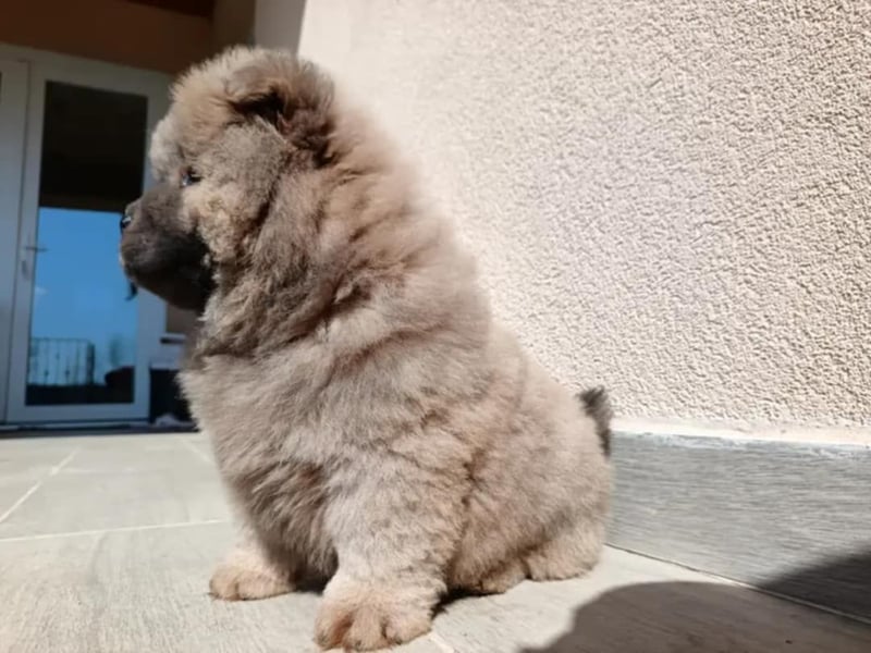 Chow chow puppy