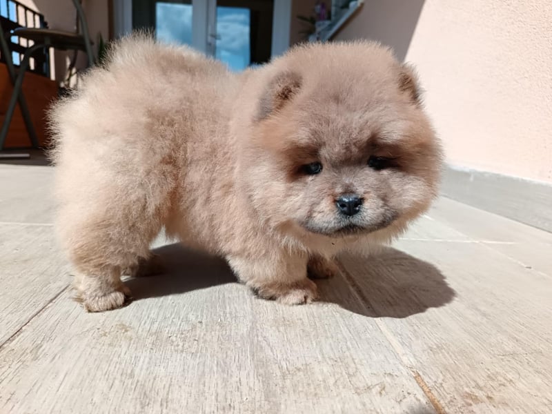 Chow chow puppy