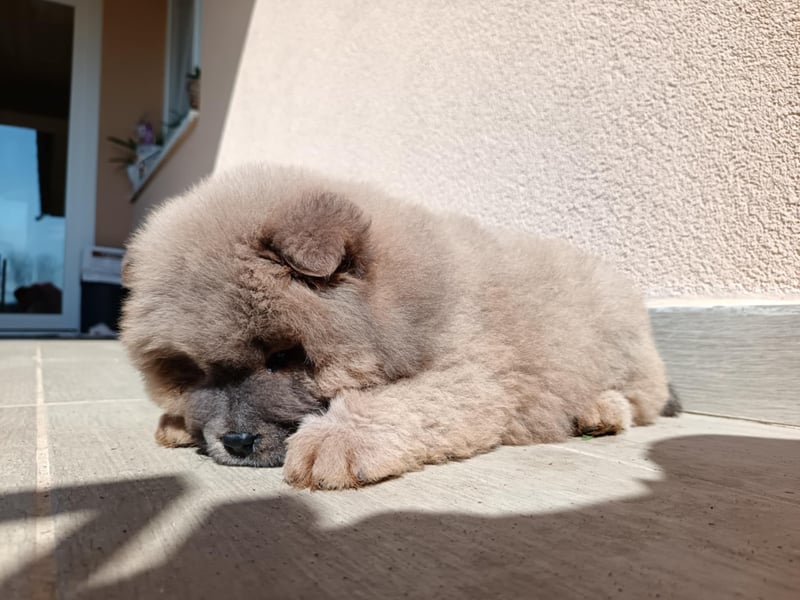 Chow chow puppy