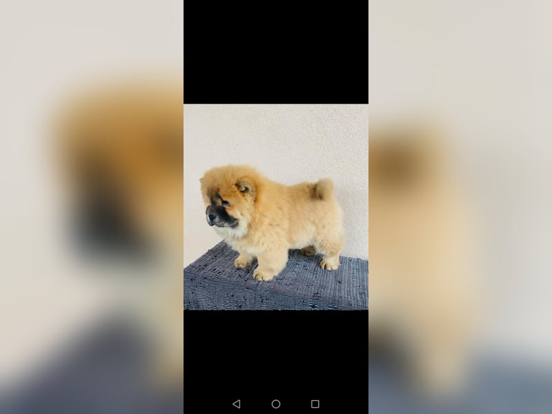 Chow chow puppy