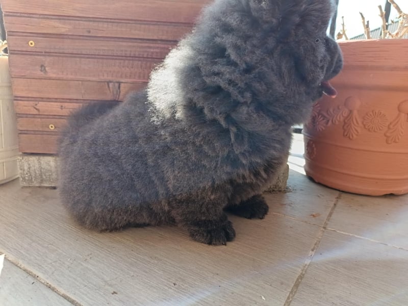 Chow chow puppy